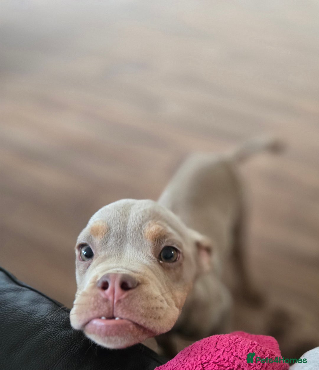 Olde English Bulldogge dogs for sale: Old english bulldoggee mammut/mammoth - Advert 41