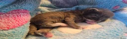 British Shorthair cats for sale: Beautiful British Shorthair Kittens  - Advert 17