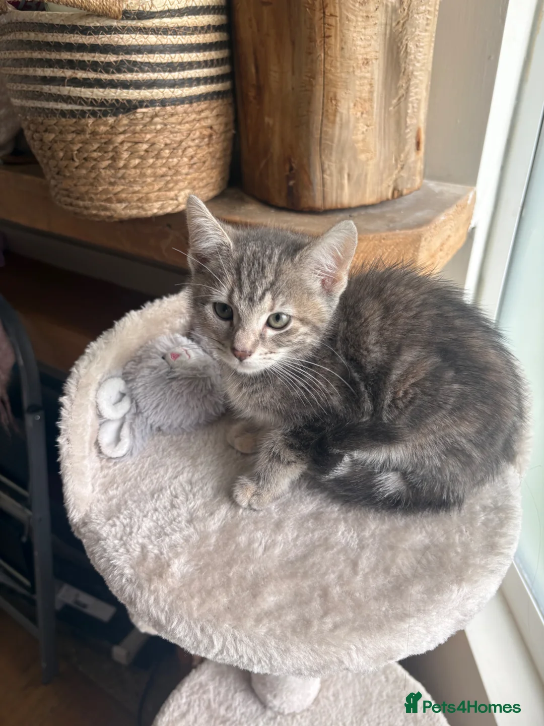Mixed Breed cats for sale: Bengal and orange cat mix in Bradford - Advert 2