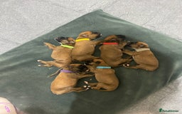 Boxer dogs for sale: 27 Champion bloodline red and black mask boxers - Image 21