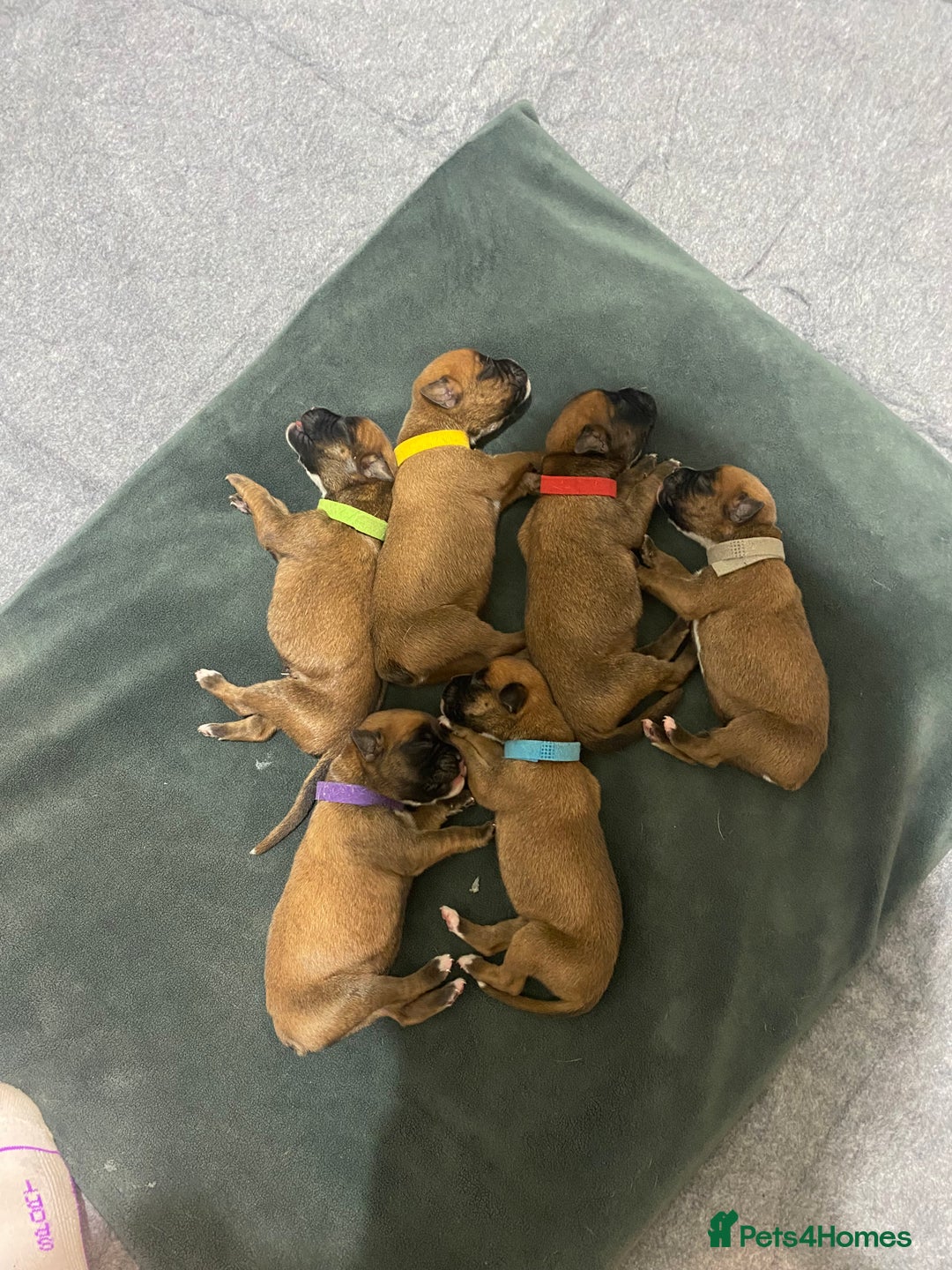 Boxer dogs for sale: 27 Champion bloodline red and black mask boxers - Image 21