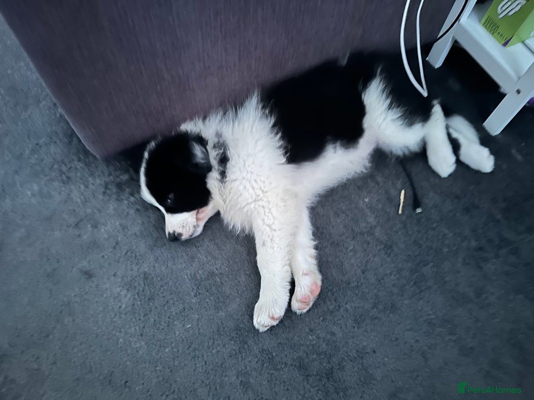 Border Collie dogs for sale: Dylan /Dill - ONLY 4 LEFT International Champion blood line - Image 15