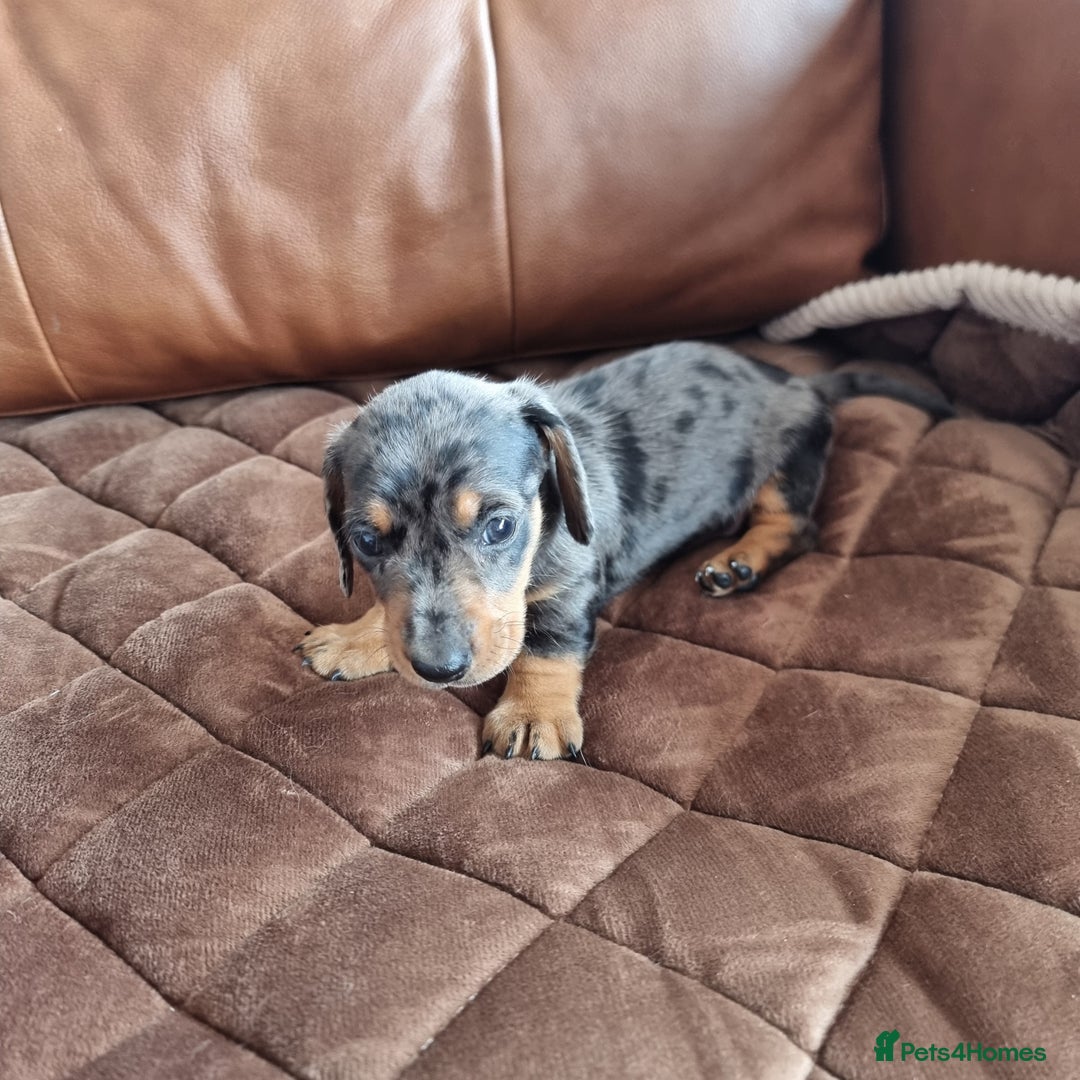 Miniature Dachshund dogs for sale: Stunning KC Health Tested Miniature Dachshunds - Image 7