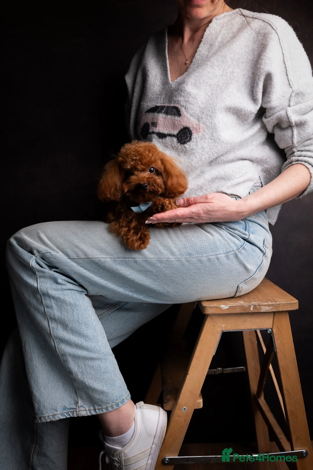 Toy Poodle dogs for stud: Asian Toy poodle -TEDDYCUP in Kettering - Advert 3