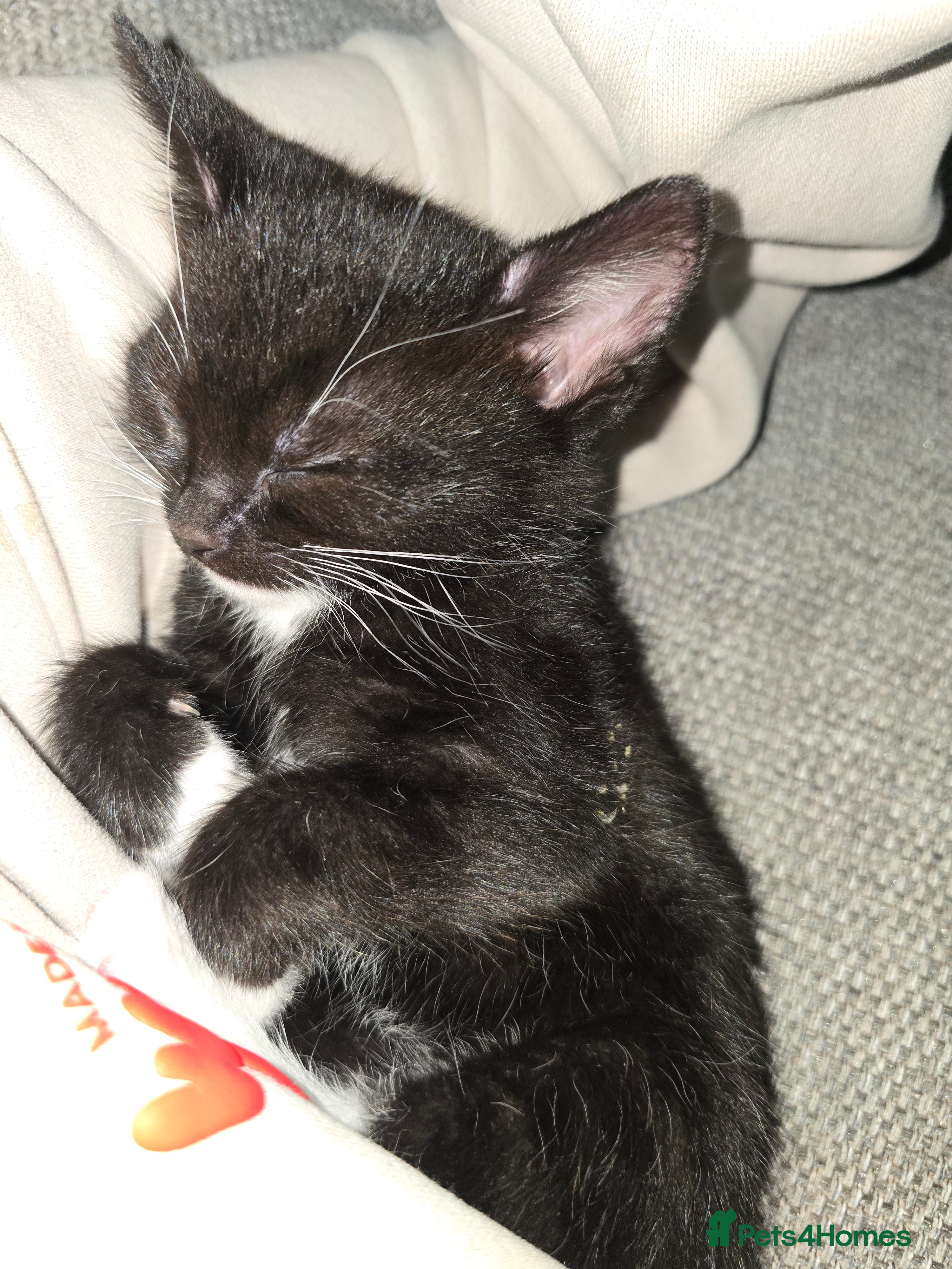 Mixed Breed cats Female kittens in Middlesbrough - Advert 1