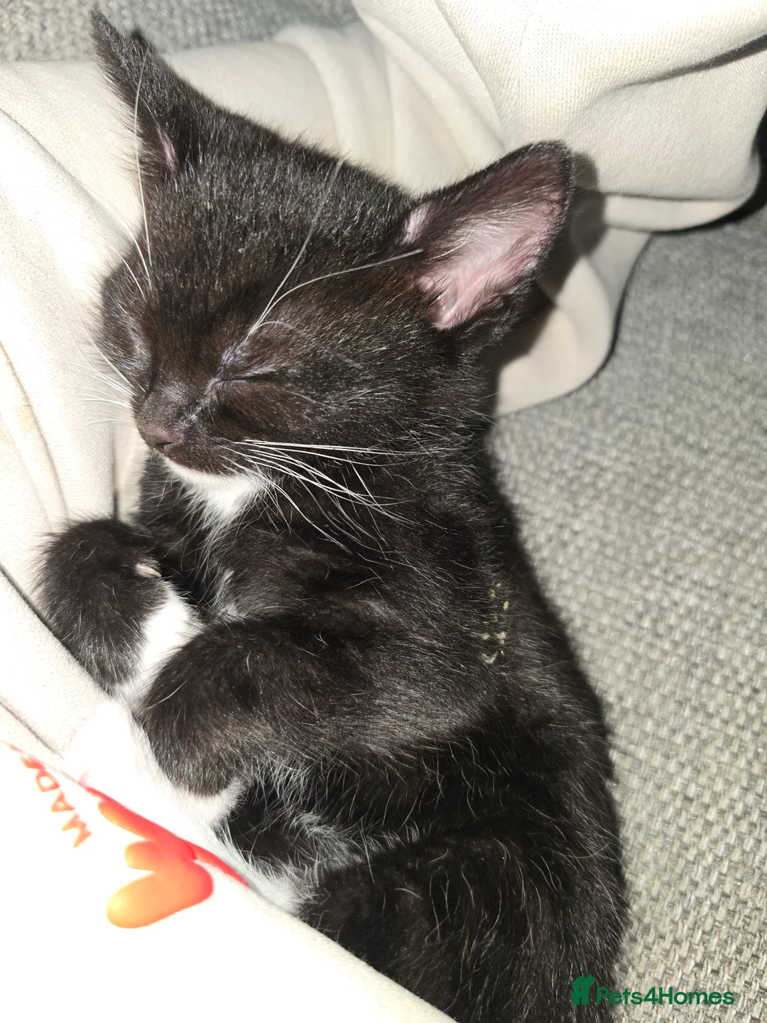 Mixed Breed cats for sale: Female kittens in Middlesbrough - Advert 1