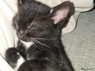 Mixed Breed cats Female kittens in Middlesbrough - Advert 1