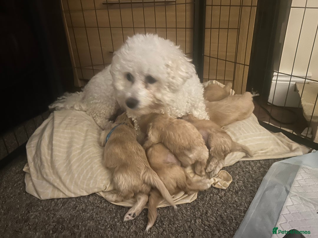 Mixed Breed dogs for sale: Cockachon Puppies - cocker spaniel bichon mix - Advert 4