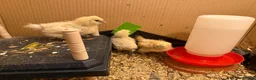 Chickens poultry for sale: Silkies chicken  - Advert 4