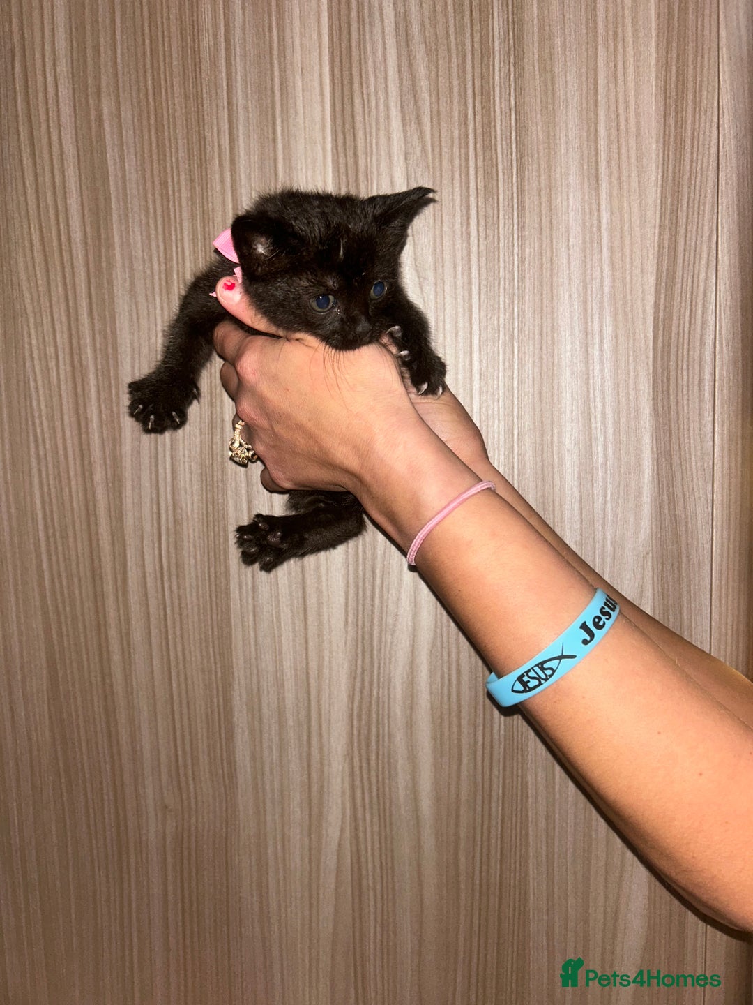 Siamese cats for sale: Tiny🥹half siamese kittens for sale ready to leave - Image 5