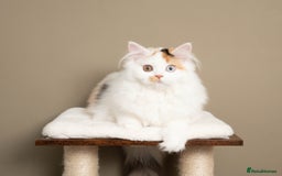 British Longhair cats for sale: 🧡🩵 Odd-eye Harlequin girl. ✈️🌎 Ready to leave. - Image 2