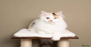 British Longhair cats - Advert 6