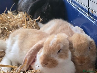 French Lop rabbits Beautiful French Lop bunnies - Advert 1