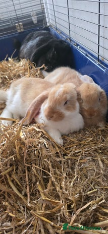 French Lop rabbits Beautiful French Lop bunnies - Advert 9