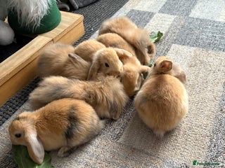 Mini Lion Lop rabbits - Advert 2