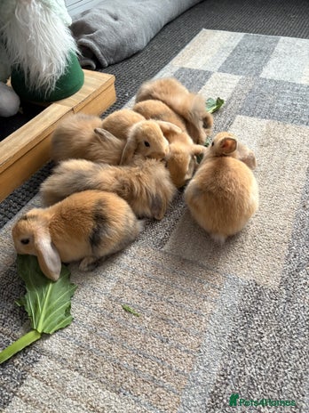 Mini Lion Lop rabbits - Advert 2