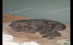 Cane Corso dogs for sale: Cane corso - Image 7