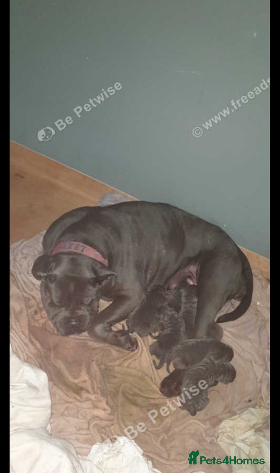 Cane Corso dogs for sale: Cane corso - Image 7