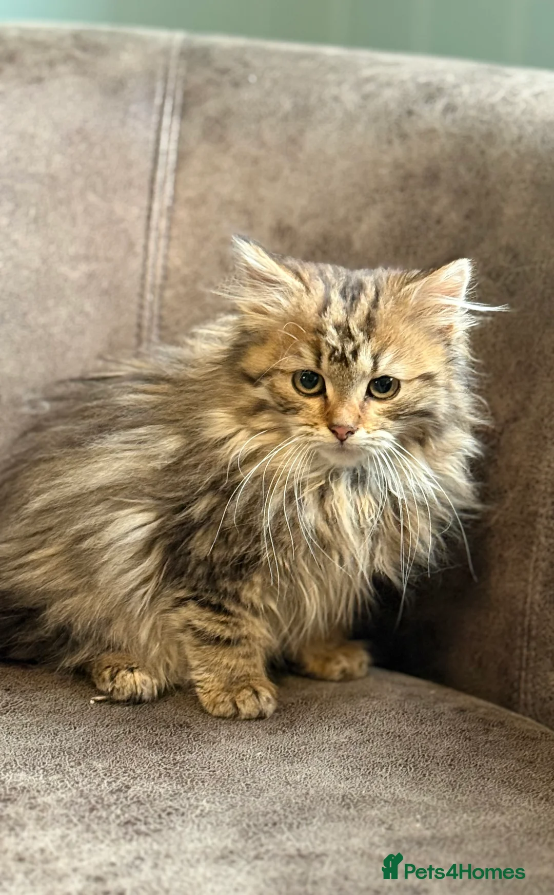 Siberian cats for sale: Traditional Siberian kittens  - Advert 2