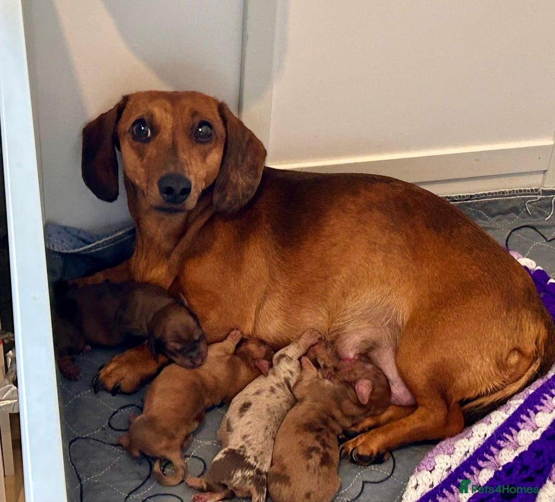 Dachshund dogs for sale: Boy dachshund - Image 4