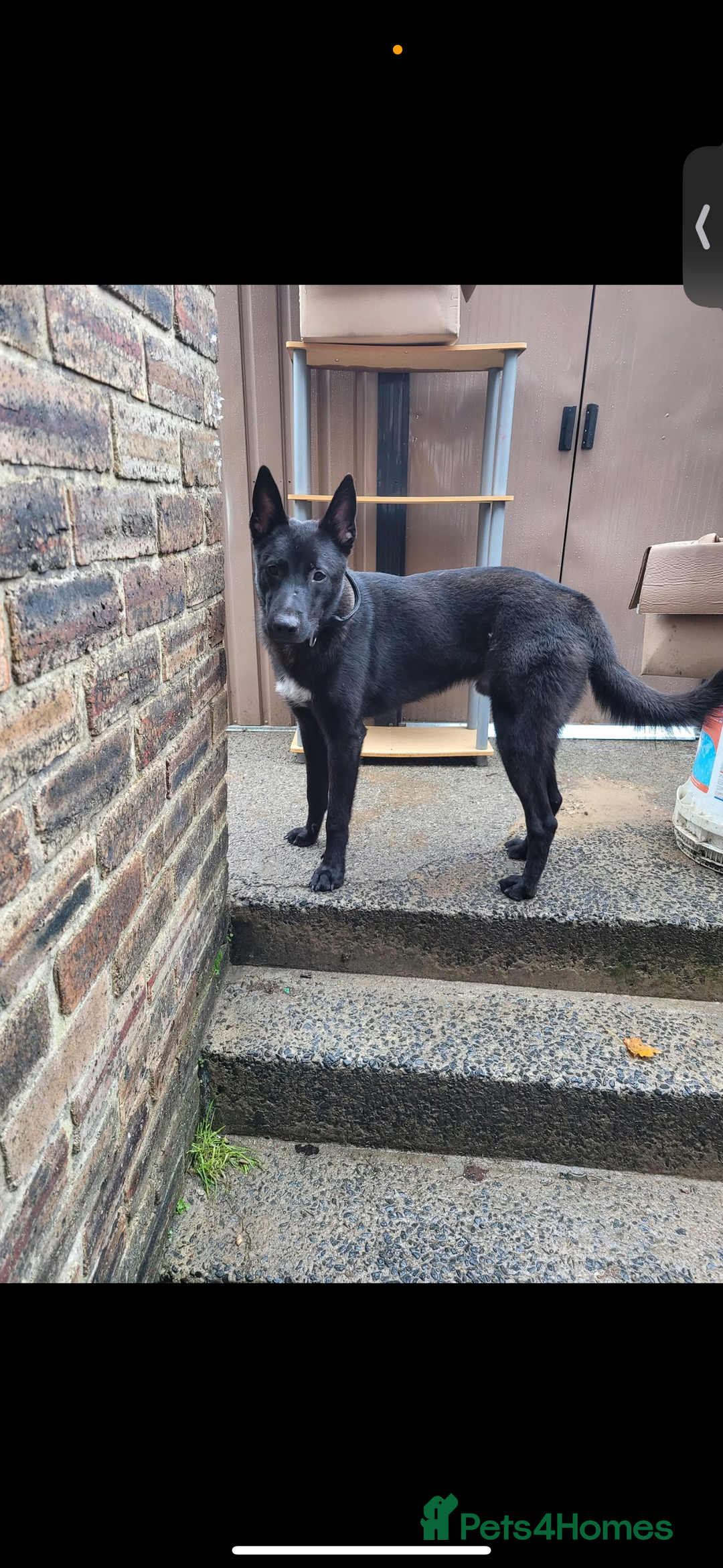 Belgian Shepherd Dog dogs for sale: Mali cross Dutch shepherd  - Advert 1