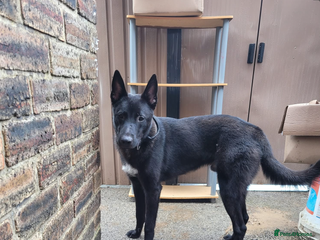 Belgian Shepherd Dog dogs Mali cross Dutch shepherd - Advert 8