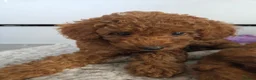 Cavapoo dogs for sale: Reduced 1000 Red f1b toy cavapoos health tested - Advert 3