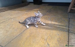 Bengal cats for sale: Show quality pure bengal kittens. - Image 19