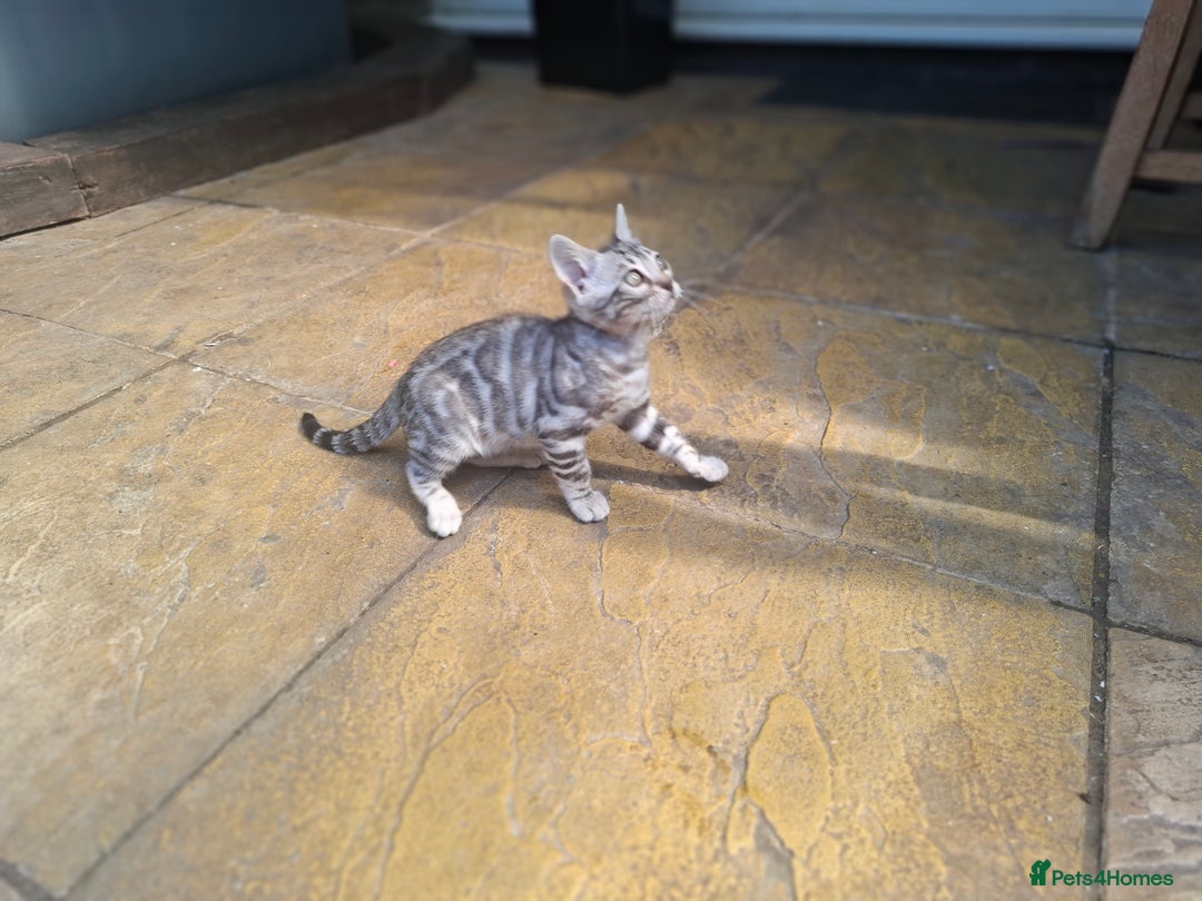 Bengal cats for sale: Show quality pure bengal kittens. - Image 19