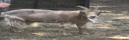 Goats livestock for sale: Two Golden Guernsey Goats in Wolverhampton - Advert 4