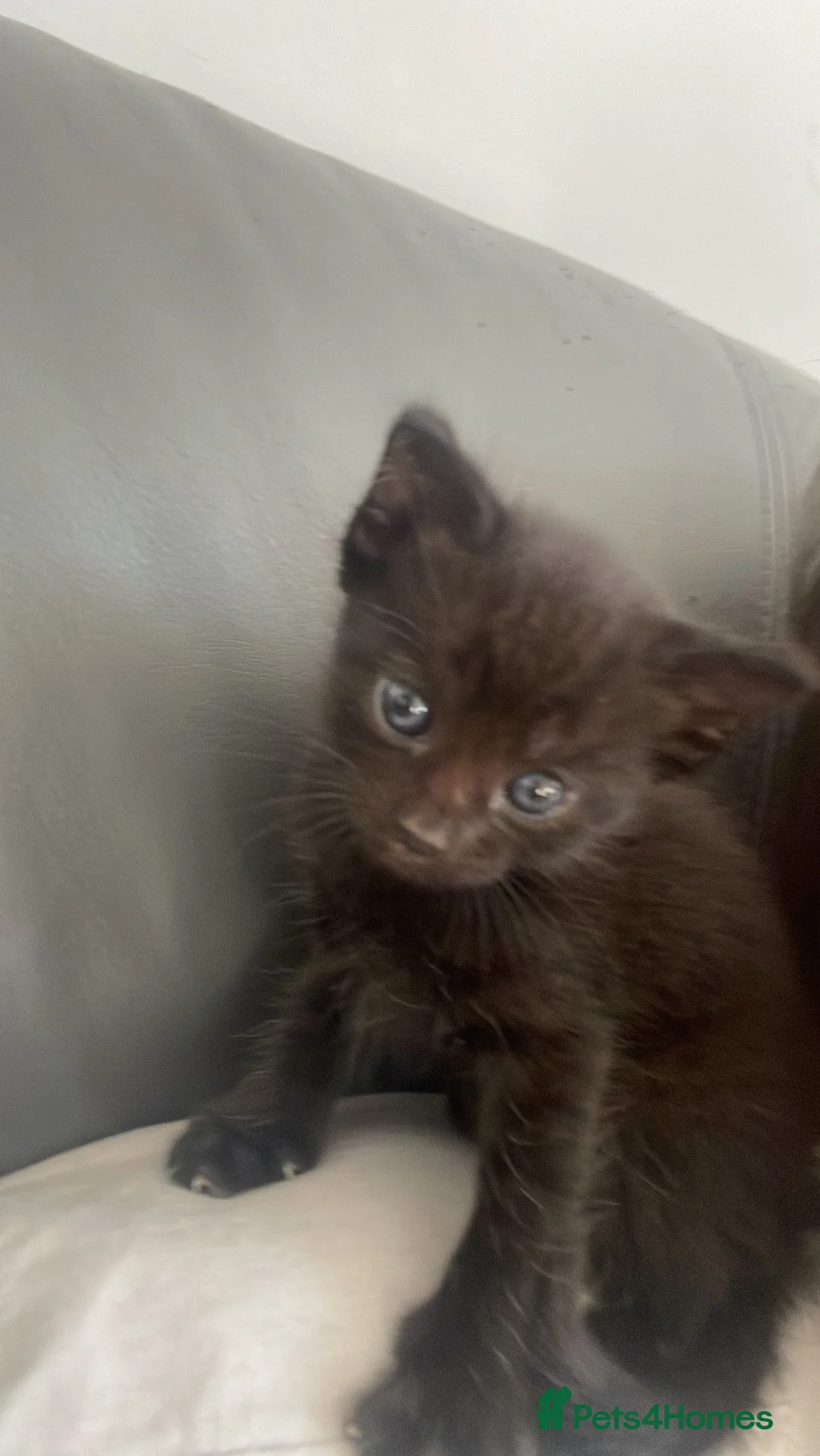 Mixed Breed cats for sale: 7 very cute kittens  - Advert 7