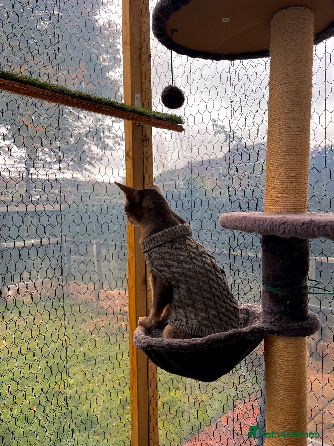 Abyssinian cats for sale: Abyssinian male - Image 10