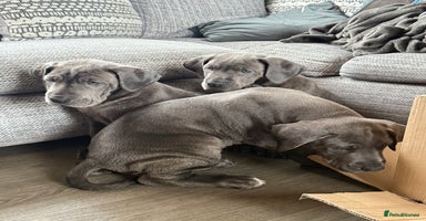 Great Dane dogs Great Dane puppies looking for forever homes  - Advert 9