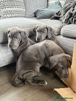 Great Dane dogs Great Dane puppies looking for forever homes - Advert 9