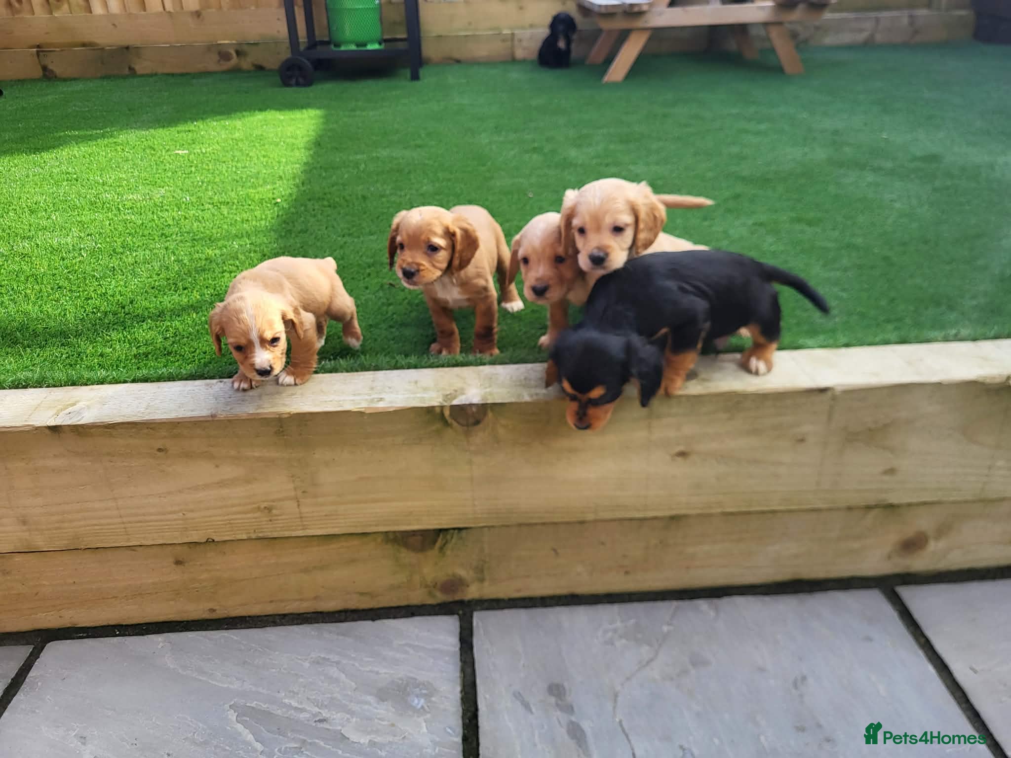 Cocker Spaniel dogs Cocker spaniel  - Advert 8