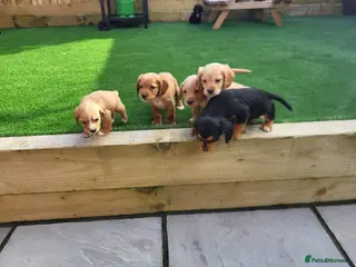 Cocker Spaniel dogs Cocker spaniel - Advert 8