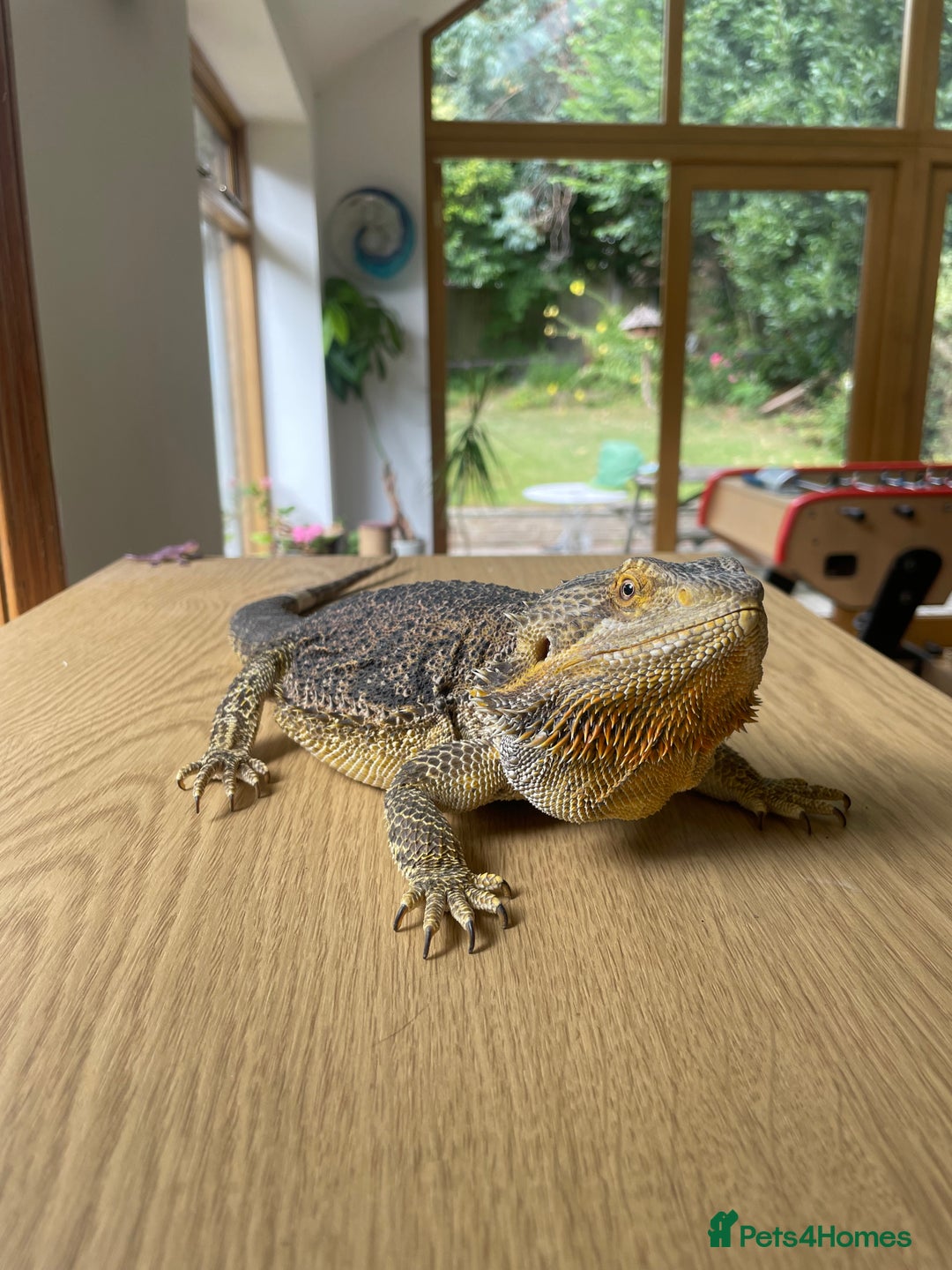 Bearded Dragon reptiles for sale: Female bearded dragon complete with enclosure  - Image 3