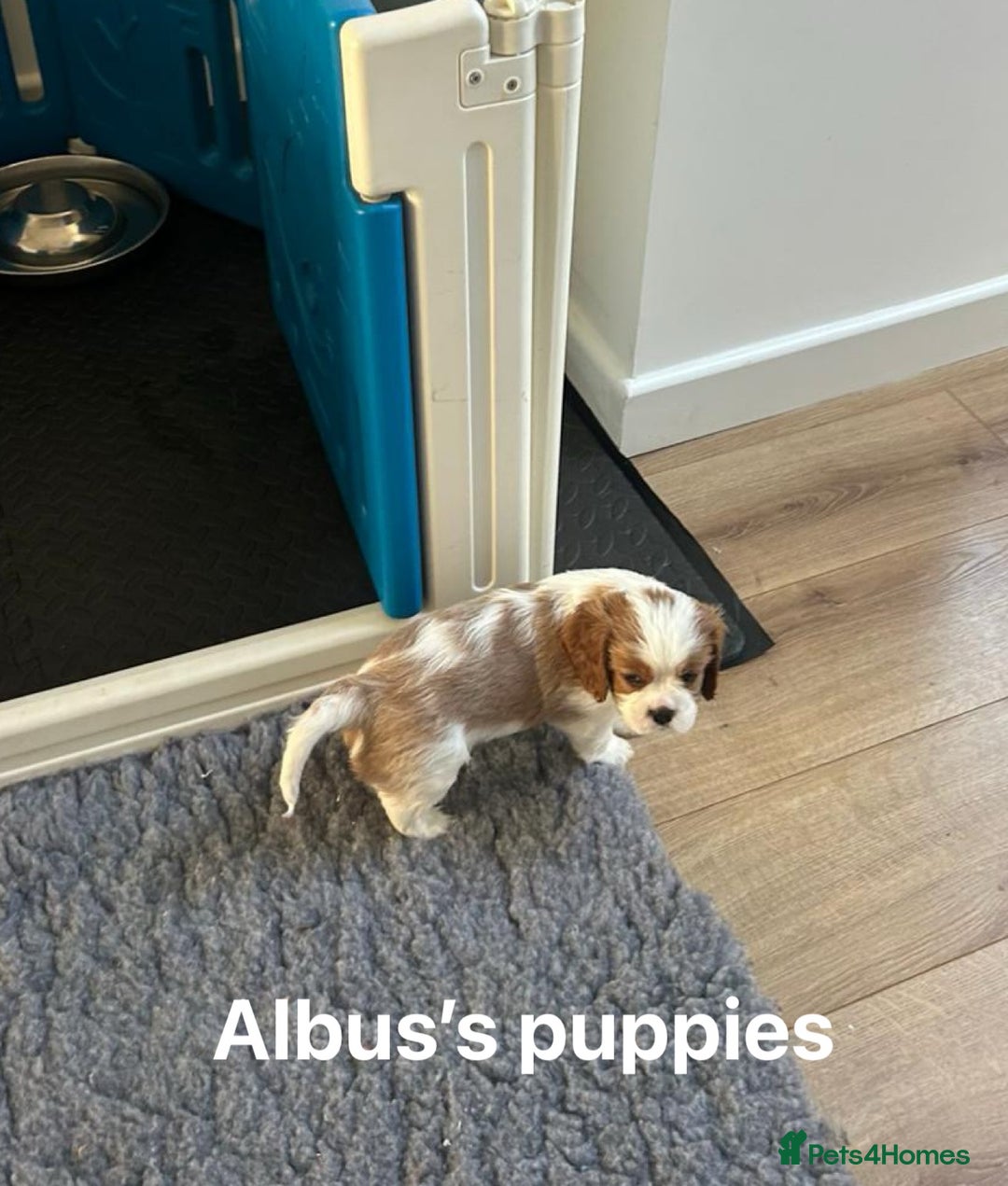 Cavalier King Charles Spaniel dogs for stud: KC Reg Health Tested Proven Cavalier King Charles in Salisbury - Advert 19