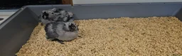 Parrots birds for sale: Silly teamed hand reared African grey Baby in Greenford - Advert 3