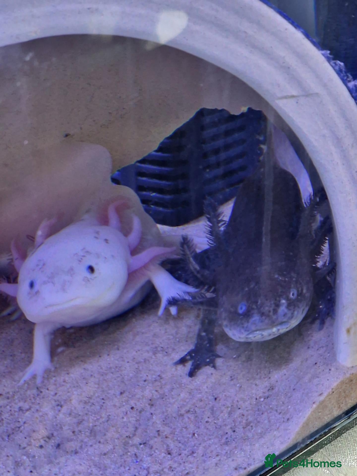 Axolotl reptiles Male and female axolotl for sale. - Advert 1