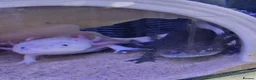 Axolotl reptiles for sale: Male and female axolotl for sale. in Lowestoft - Advert 1