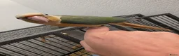 Conures birds for sale: Handreared Tame Conures - Advert 14