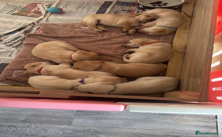 Labrador Retriever dogs - Advert 6