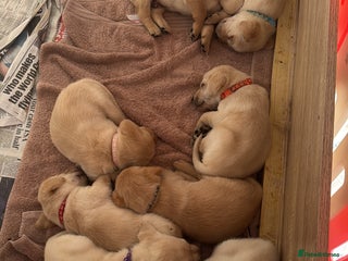 Labrador Retriever dogs - Advert 10