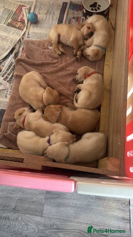 Labrador Retriever dogs - Advert 8