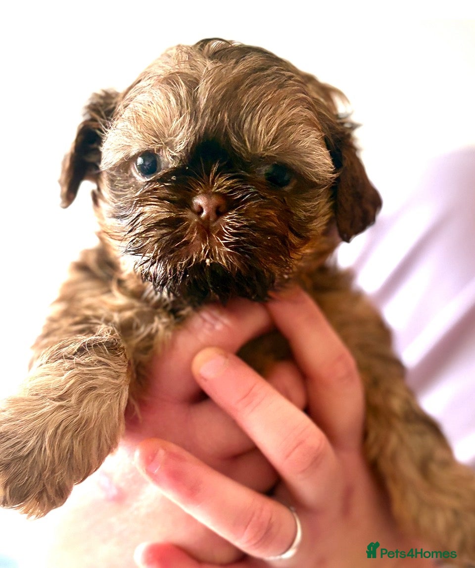 Shih Tzu dogs Little Lion 🦁 Last Boy Health Tested KC   - Advert 2