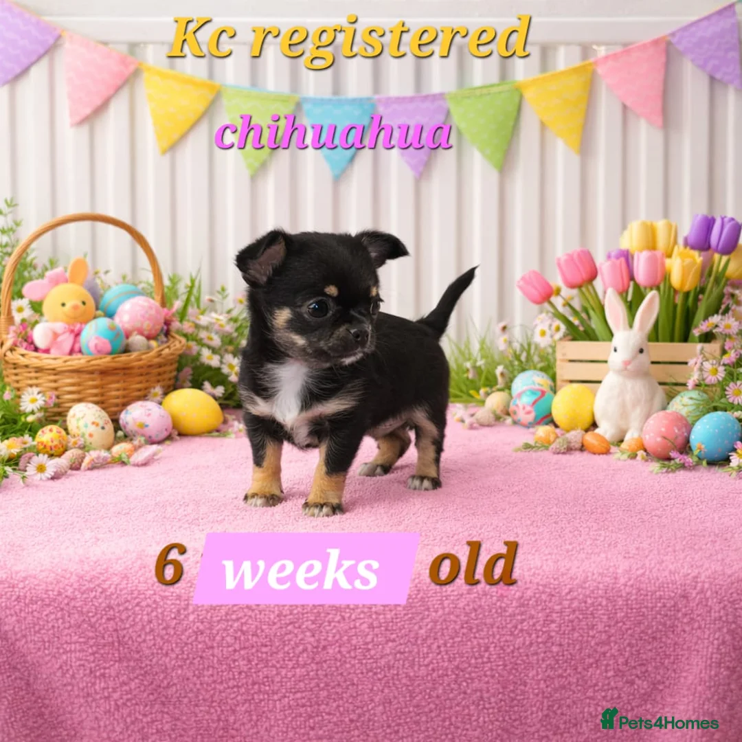 Chihuahua dogs for sale: 6 weeks old boys Chocolate Chihuahuas   - Advert 1