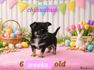 Chihuahua dogs 6 weeks old boys Chocolate Chihuahuas - Advert 2