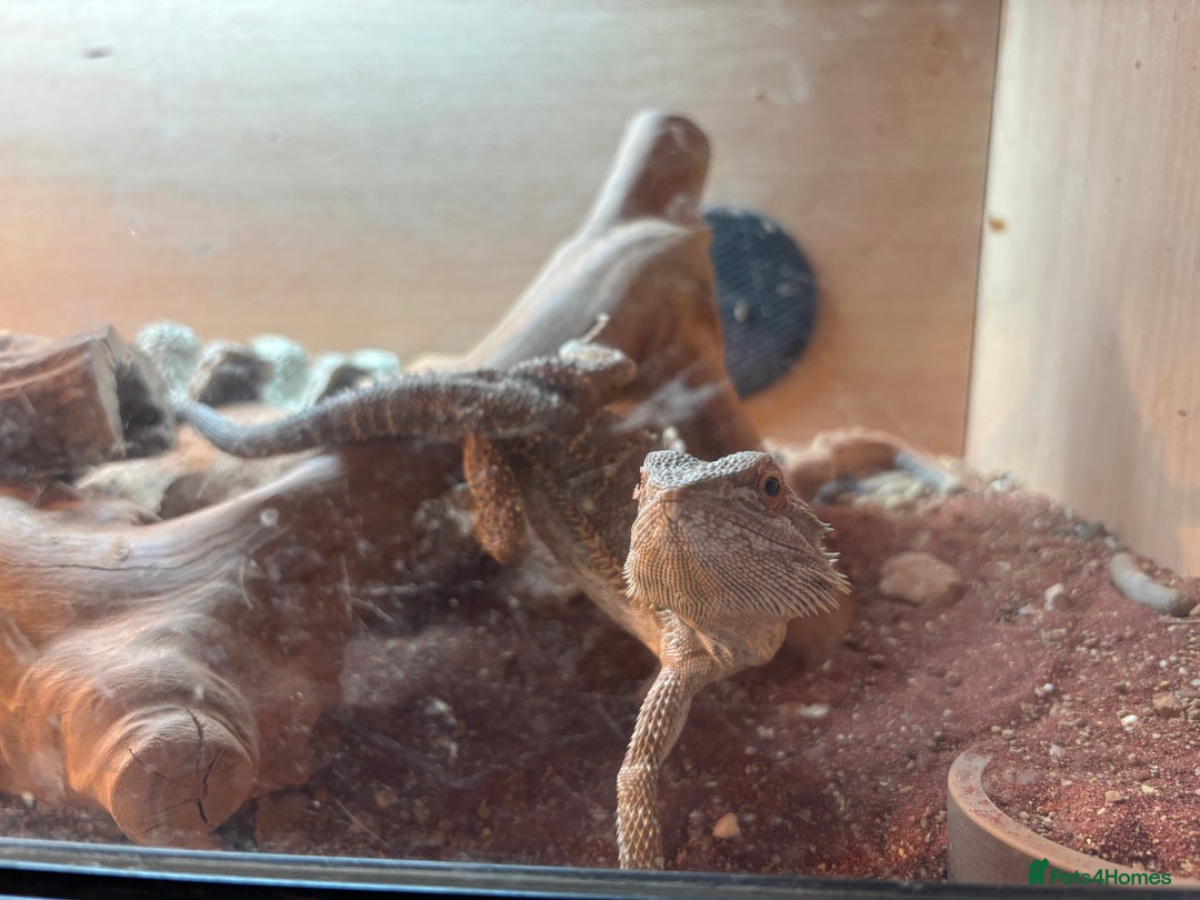 Bearded Dragon reptiles for sale: Bearded Dragon  - Image 1