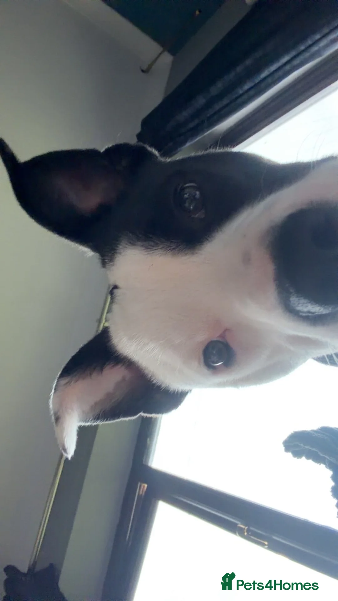 Mixed Breed dogs for sale: Male puppy - Advert 7